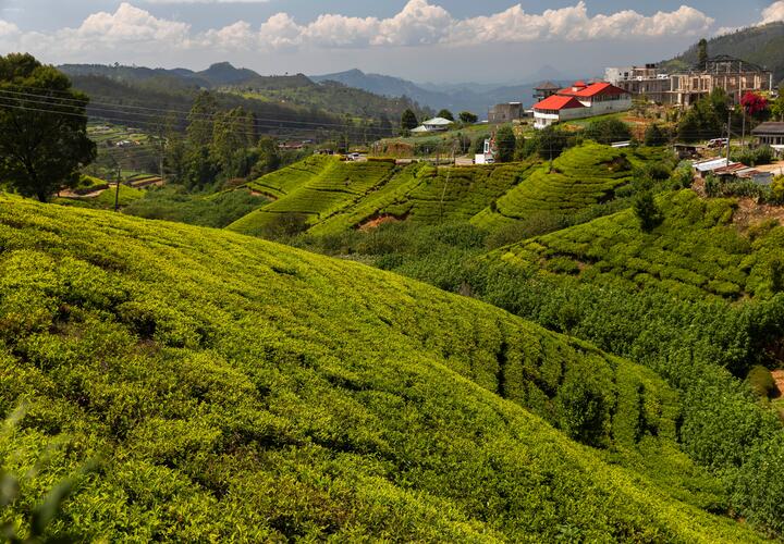 Чайные плантации
