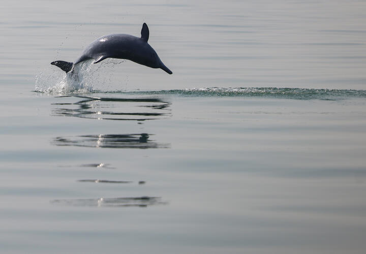 «От Тамани до Сириуса»: волонтеры рассказали о массовой гибели дельфинов 