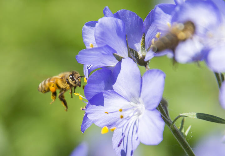 Из-за химикатов, морозов и скачков температур пасеки теряют ульи