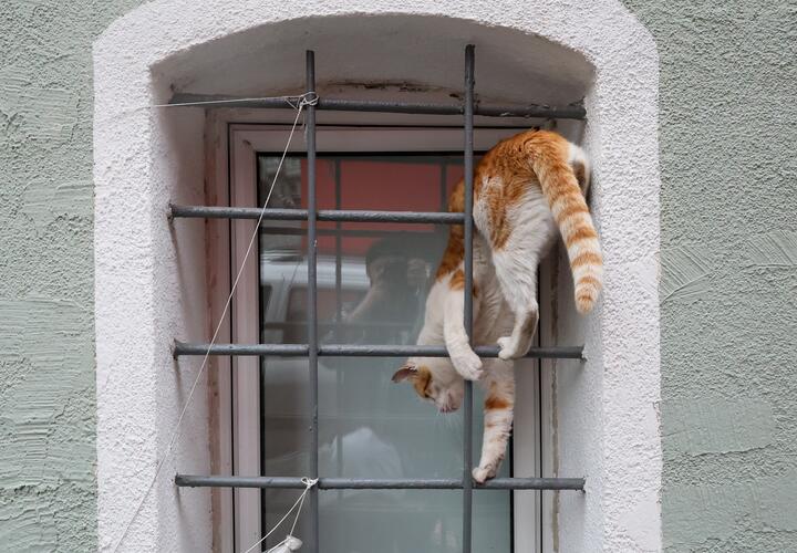 Почему кошки отказываются от еды, рассказали японские учёные