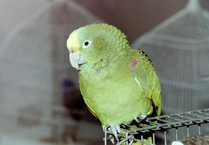 Почему улетевшие попугаи не возвращаются: ответ биолога