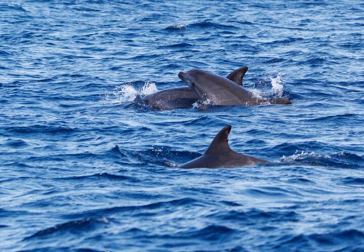 Экспедиция обследовала 35 км побережья