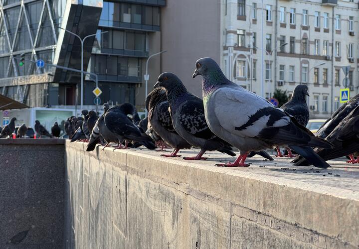 Птичьи права: чем грозит наезд на голубя водителю