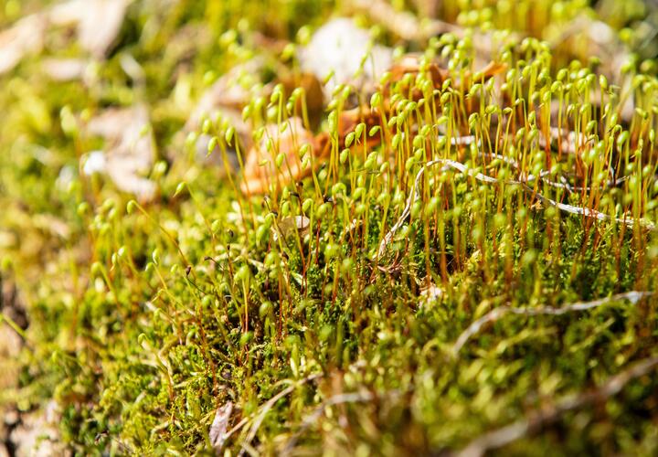 Солнечная лужайка