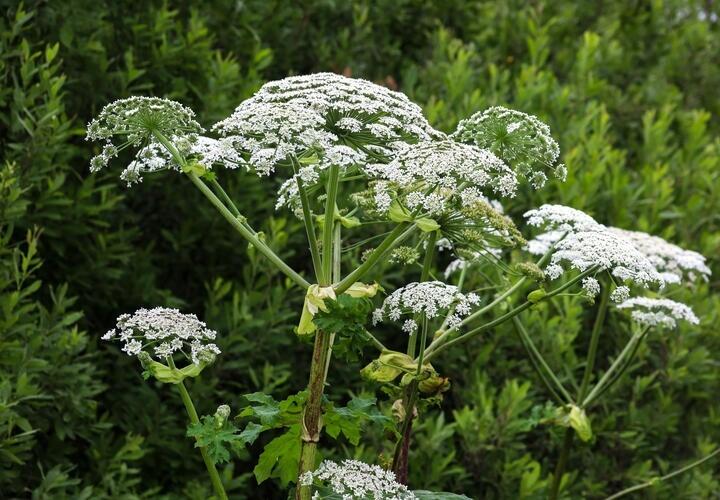 Аллергия на пыльцу