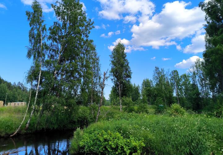 Березовая роща