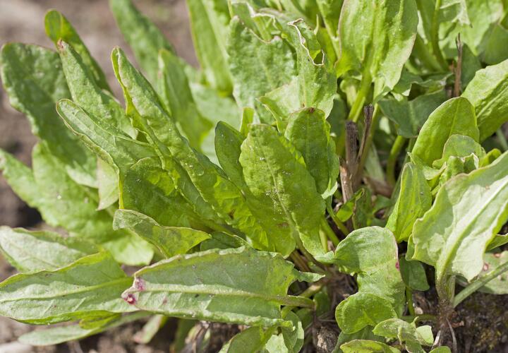 Шпинат: польза и риски — что говорит врач