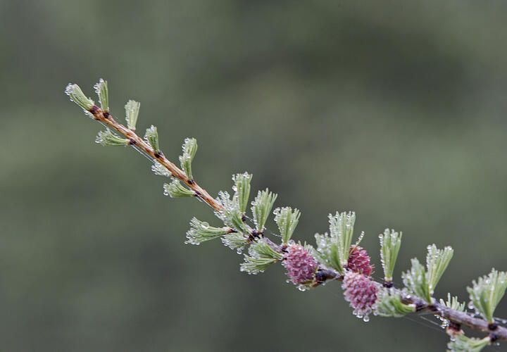 Температура опустится ниже нуля, земля покроется инеем: на Кубани прогнозируют заморозки