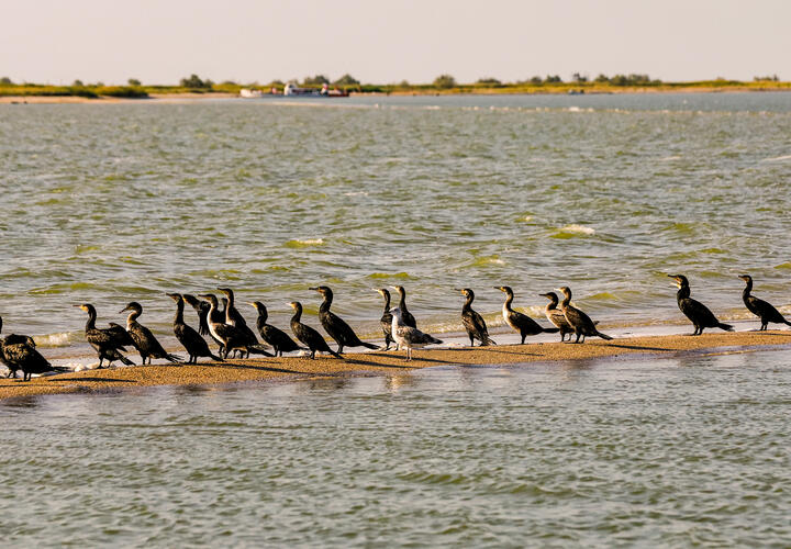 Учёные раскрыли, сколько нефти скрывается на дне Азовского моря