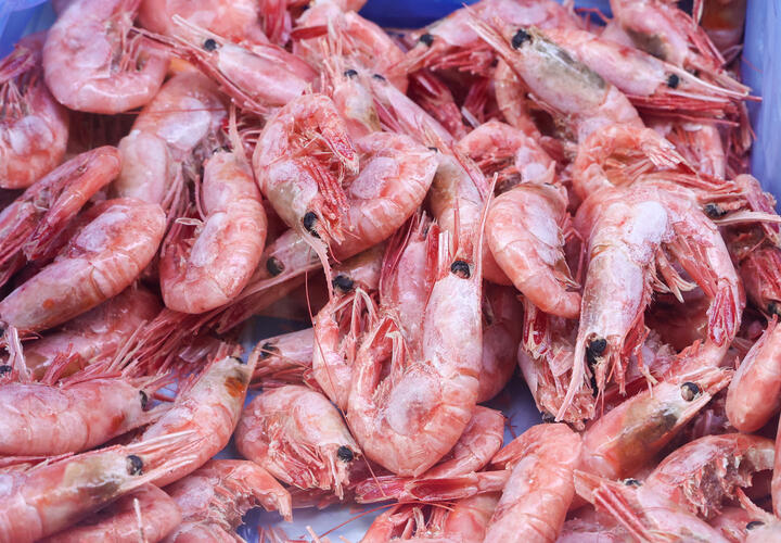 Личинки перемещаются вместе с кораблями