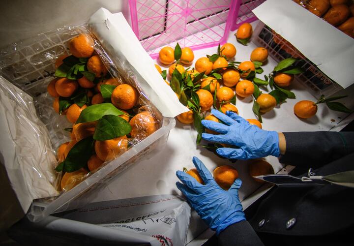 В Краснодарский край привезли мандарины, покрытые живыми личинками, но возвращать груз не стали
