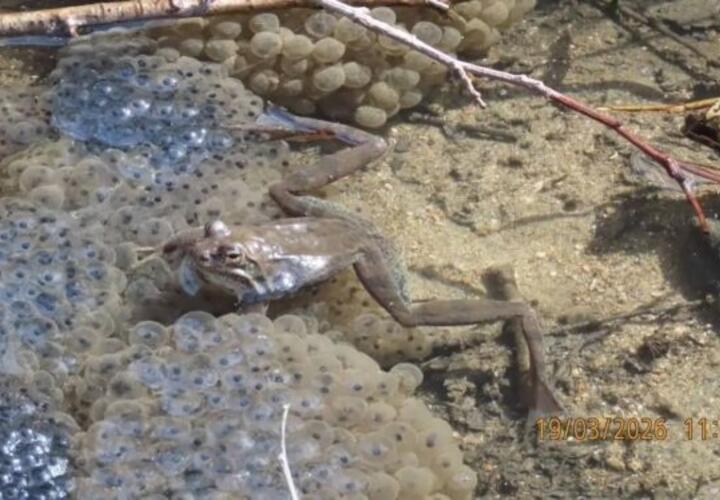 Реликтовые амфибии