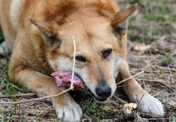 Очередной жертвой агрессивных псов стала женщина