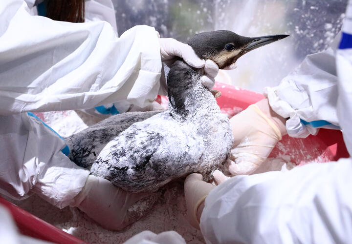 Депутат Госдумы от Краснодарского края передал животным корм, моющие средства и оборудование