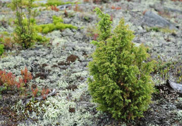 В уникальном заповеднике возле Анапы кто-то  начал стройку. Но ведь территория с реликтовыми можжевелово-фисташковыми лесами принадлежит государству