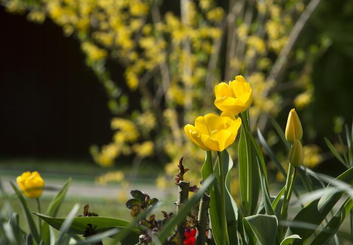 Одна из «блогерш» уже принесла свои извинения