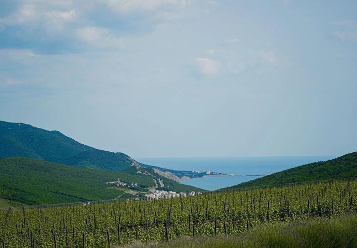 Виноградники Кубани