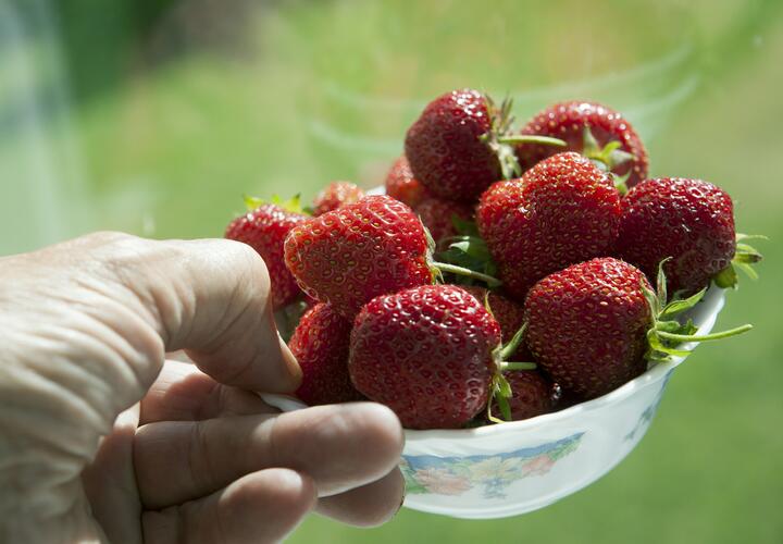 Вы заразитесь паразитами: главная ошибка, которую вы делаете при мытье клубники