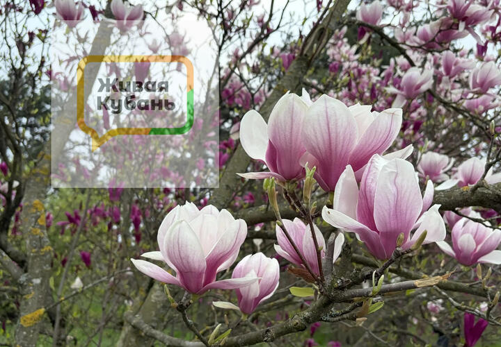 Как ни странно, верный путь к спасению от сезонного обострения может лежать через кишечник