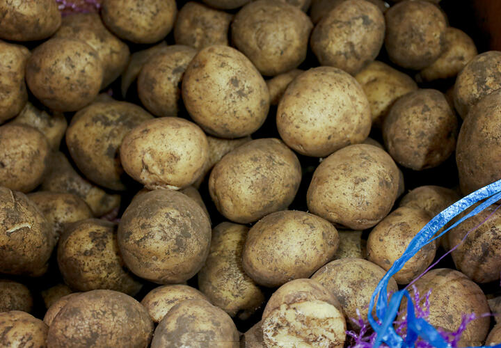 Заражённый картофель из Египта завезли в Краснодарский край