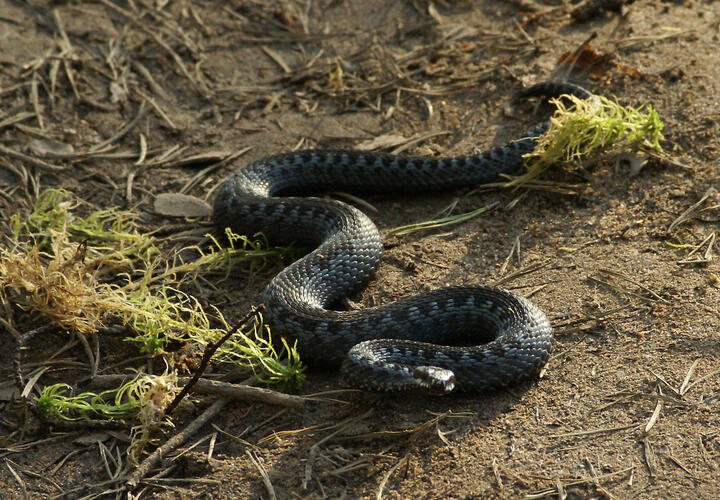 Врачи рассказали, как не навредить пострадавшему до приезда скорой