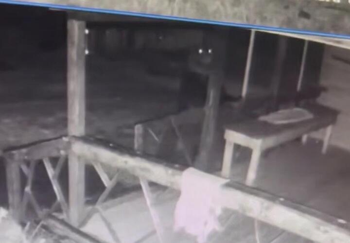 Незваный дебошир: медведь забрался в гостевой домик на популярной турбазе и устроил погром 