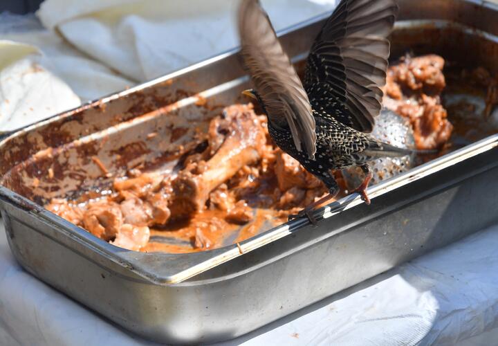 Огромную партию тухлого мяса обнаружили на производстве в Краснодаре 
