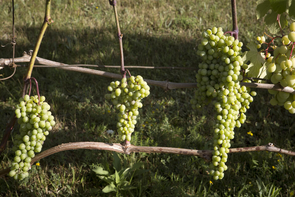 Спрос на агротуризм растет с каждым годом 