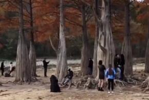 Под Анапой туристы затоптали корни знаменитых кипарисов