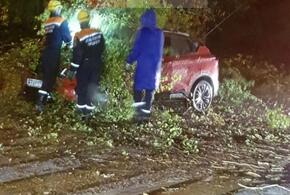 В Сочи на автомобиль упало дерево (ВИДЕО)