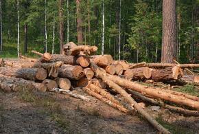 На Кубани «черные лесорубы» уничтожили леса на 42 миллиона рублей