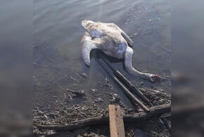 На Кубани зафиксирована массовая гибель лебедей