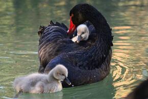 У пары сочинских черных лебедей появилось «внеплановое» потомство