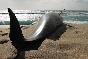 Названы причины частой гибели черноморских дельфинов в 2020 году