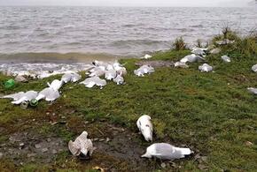 В Новороссийске массово гибнут чайки 
