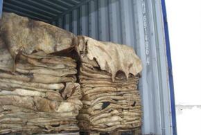 В порту Новороссийска задержано 50 тонн овечьих шкур 