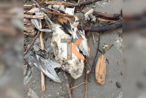 На пляжах Геленджика обнаружены мертвые птицы (ВИДЕО)