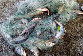 В Краснодарском крае браконьера оштрафовали за ловлю рыбы в заказнике