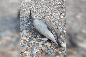 В Сочи на пляже нашли еще одного мертвого дельфина