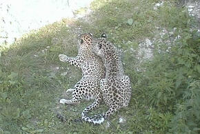 В Сочи пополнится популяция переднеазиатских леопардов