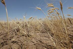 Синоптик предсказал грядущую засуху на юге России