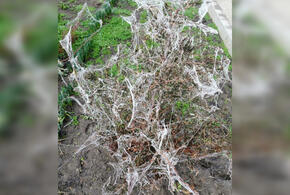 В Анапе все растения за ночь покрыла загадочная паутина (ВИДЕО)