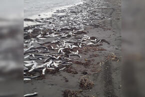 На берег моря выбросились сотни рыб