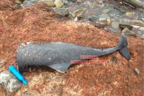 Под Новороссийском жители обнаружили на берегу дельфина с отрезанной головой
