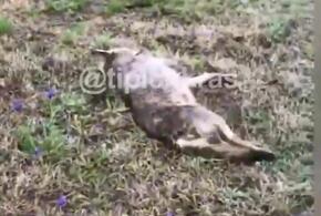 Полицейские нашли краснодарца, который расстрелял лис и шакалов 