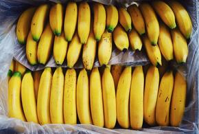 В Краснодарский край привезли бананы с живыми мухами
