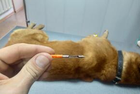 В Новороссийске домашние собаки умирают от рук догхантеров 