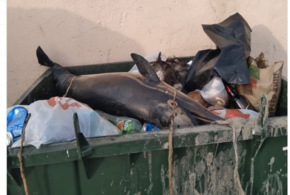 В Туапсе выбросили в мусорный бак мертвого дельфина