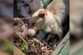 Глава хутора выбросил умирающего пса в мусорный бак ВИДЕО