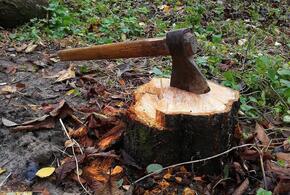 Краснодарском крае «черные» лесорубы спилили шесть дубов